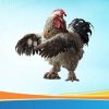 Các quy tắc quan trọng khi chơi đá gà tại S66