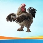 Các quy tắc quan trọng khi chơi đá gà tại S66